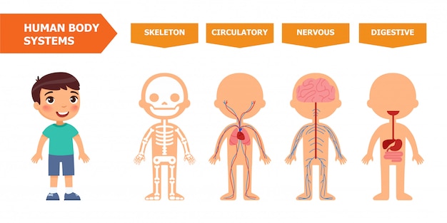 Human body systems educational kids banner flat template.