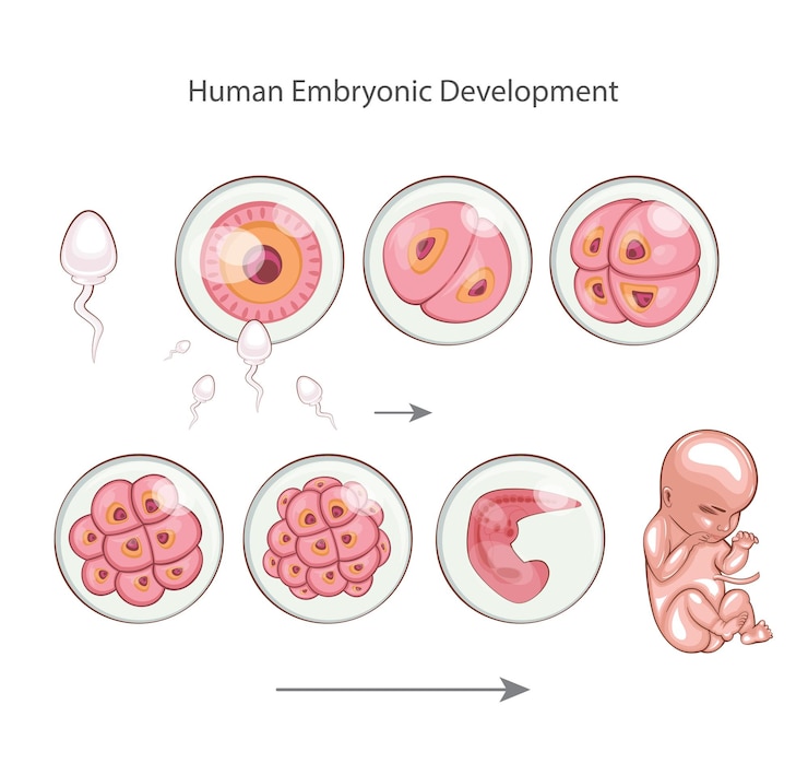 Human embryonic development Embryo development stages Fertilization childbirth Zygote Morula