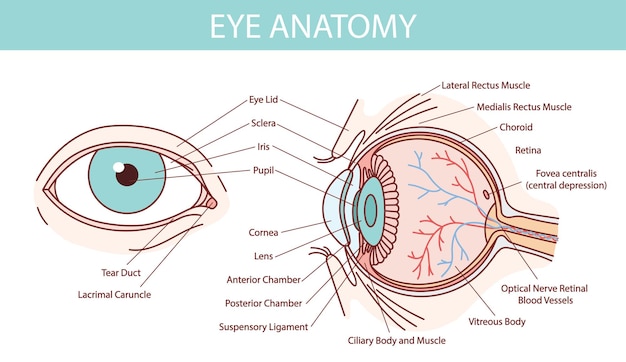 Human eye anatomy illustration with blood vessels white background