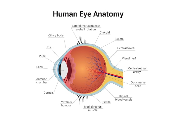 Human Eye Anatomy Science Vector Design