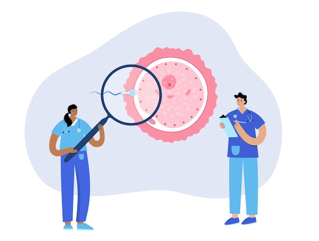 Human fertilization concept