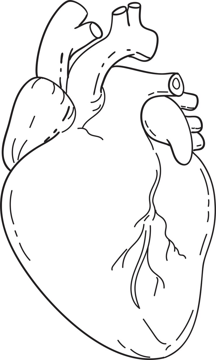Vector human heart anatomy mono line art drawing