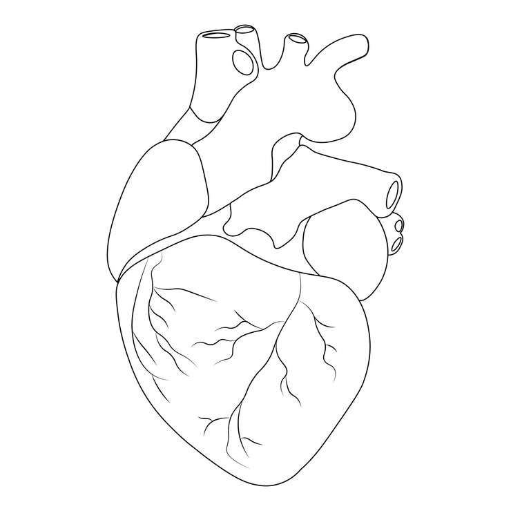 Vector human heart anatomy organs symbol vector illustration