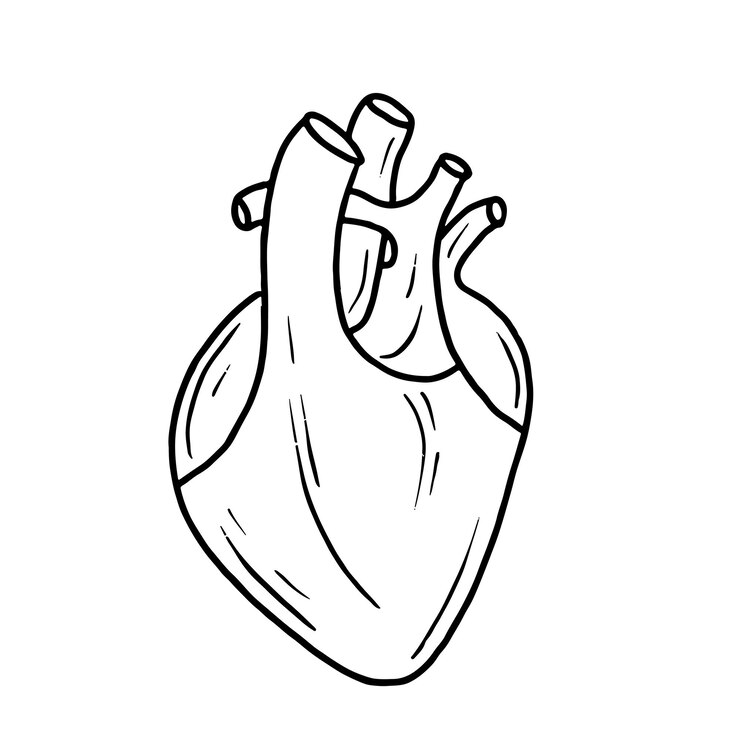 Vector human heart in doodle style sketch hand drawn vector illustration