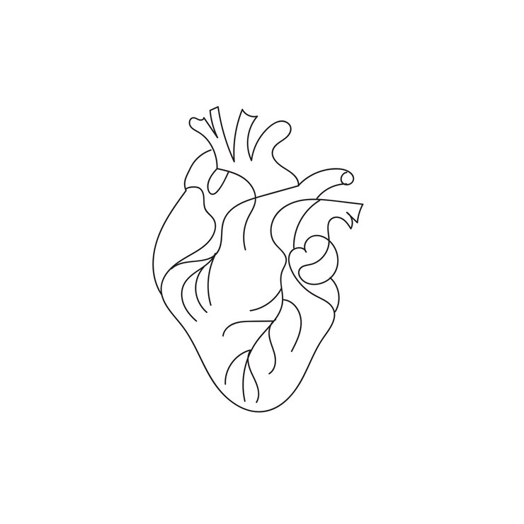 Vector human heart with blood vessels one line art continuous line of human internal organs heart