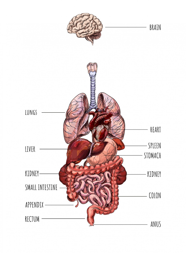Vector human internal organs system, heart, liver, kidney, heart