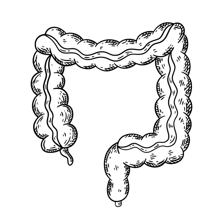 Vector human large intestine hand drawn sketch vector isolated illustration