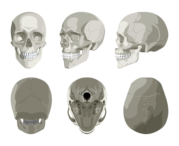 Human skull in different projections