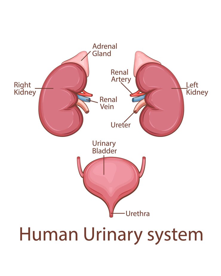 Human urinary system vector illustration Human internal organ Anatomical Illustration medicine