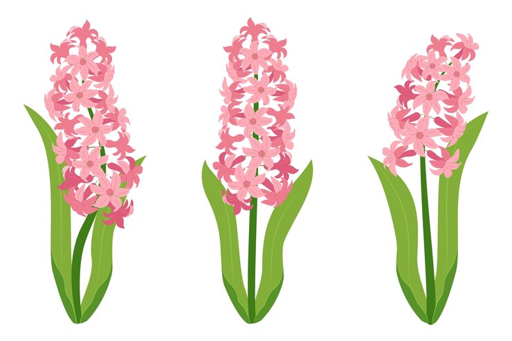 Vector hyacinth flowers set pink hyacinth flowers isolated on a white background