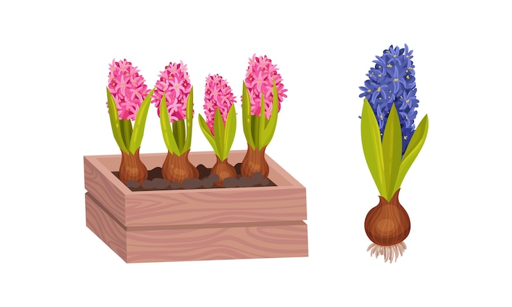 Vector hyacinth potted spring flowers set spring bulbous plants in flowerpot vector illustration