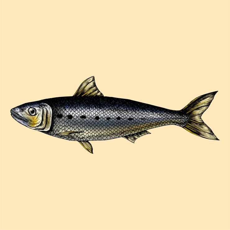 Vector ikan sarden yang digambar tangan