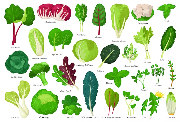 Vector ikon kartun selada sayur