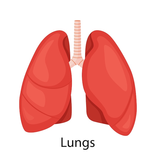 Ikon paru-paru, gaya datar. Organ internal manusia, elemen desain, logo. Anatomi, konsep kedokteran. Perawatan kesehatan. Diisolasi dengan latar belakang putih. Ilustrasi vektor