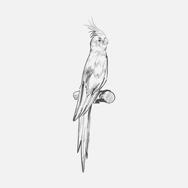 Illustration drawing style of parrot