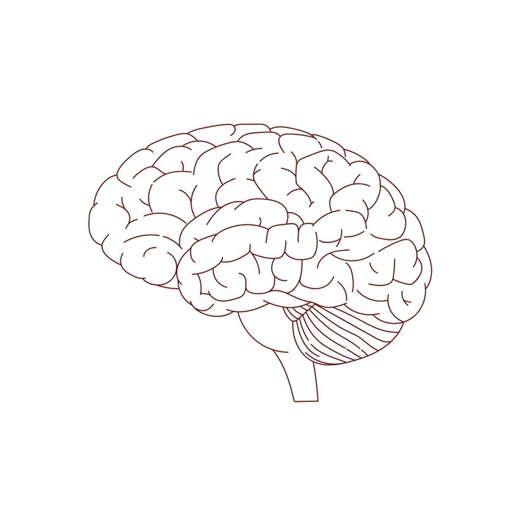 illustration of a brain in linear style hand drawn