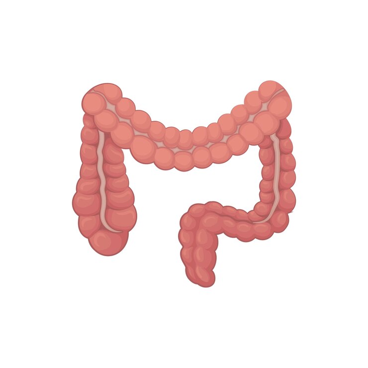 Vector illustration of large intestine organ of digestive system human internal body part design for educational anatomy book detailed flat vector icon