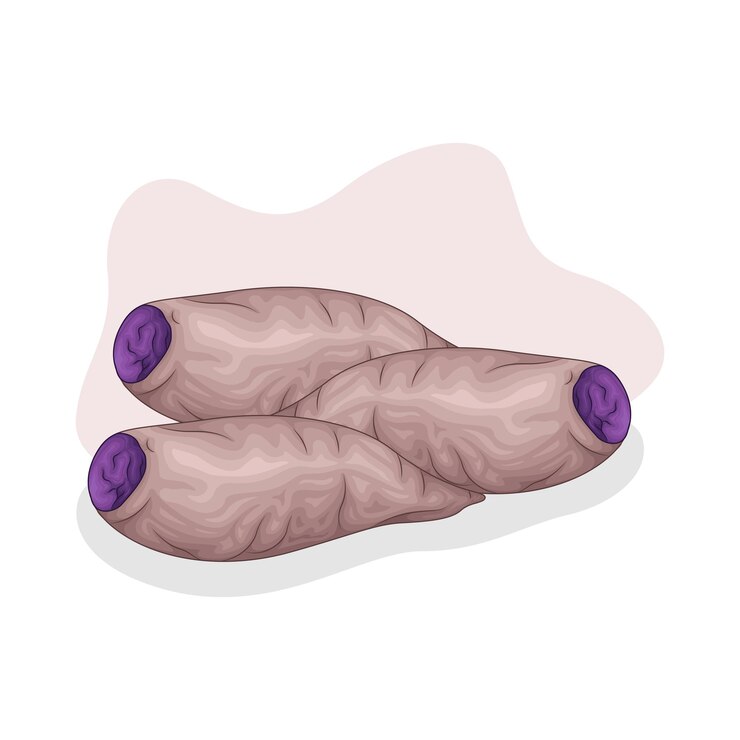 Vector illustration of taro