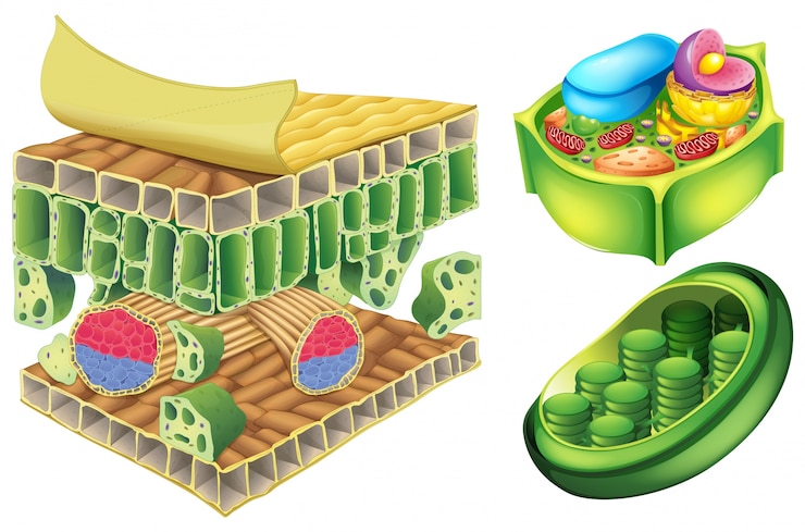 Vector illustration of the plant cells on a white background