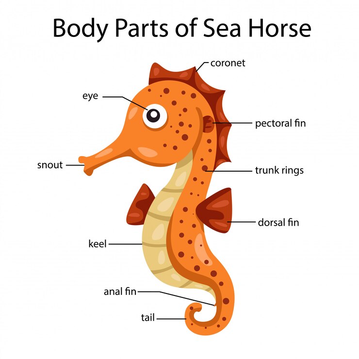 Vector illustrator of body parts of sea horse