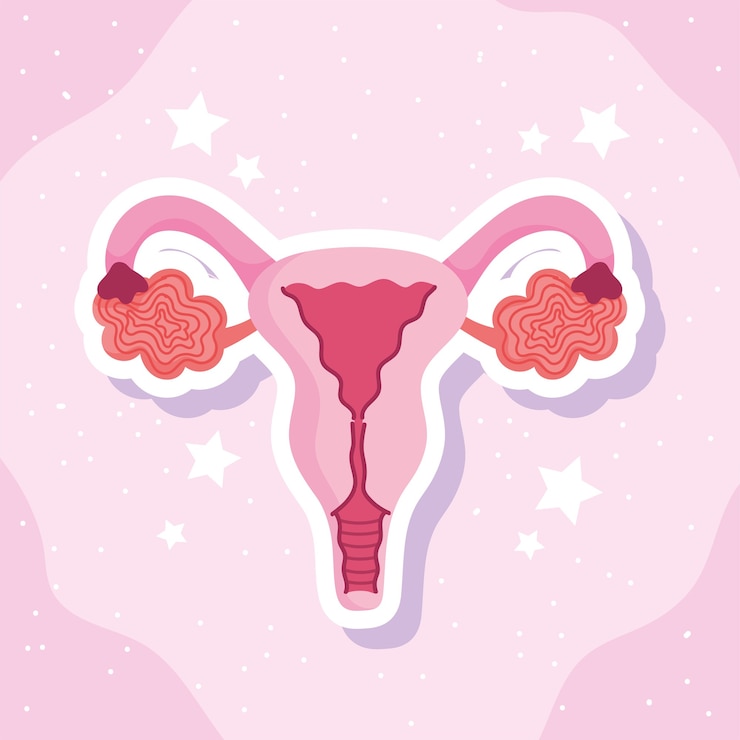 Vector ilustrasi skema biologi sistem reproduksi manusia wanita