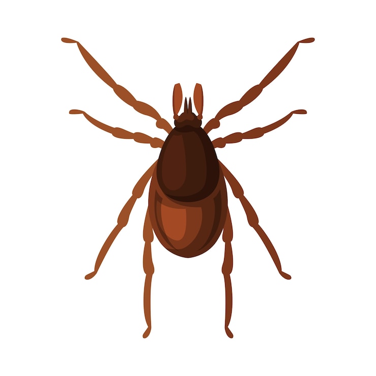 Vector ilustrasi vektor konsep pengendalian dan pembasmian hama tungau kutu pada latar belakang putih