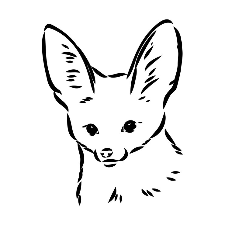 Vector ilustrasi vektor seekor rubah fennec muda berjalan rubah fenek sketsa vektor