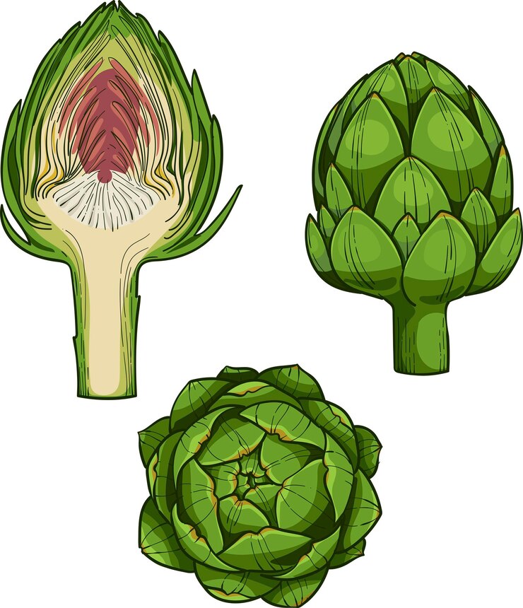 Vector ilustrasi vektor yang digambar tangan gaya sketsa engraving artichoke produk vegetarian organik