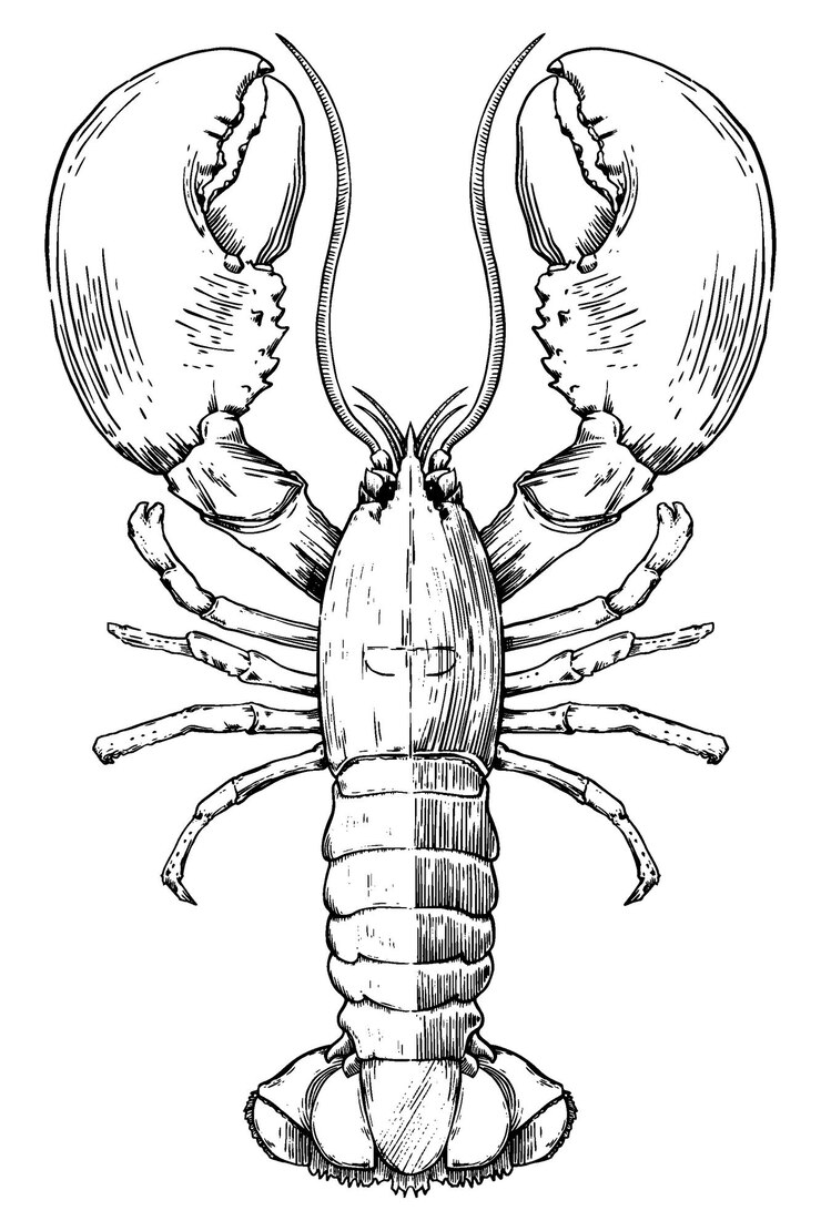Vector ink sketch large delicious lobster
