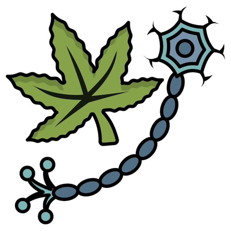 Vector interrupts free radical chain reactions concept cannabidiolic acid vector cannabis and marijuana thc
