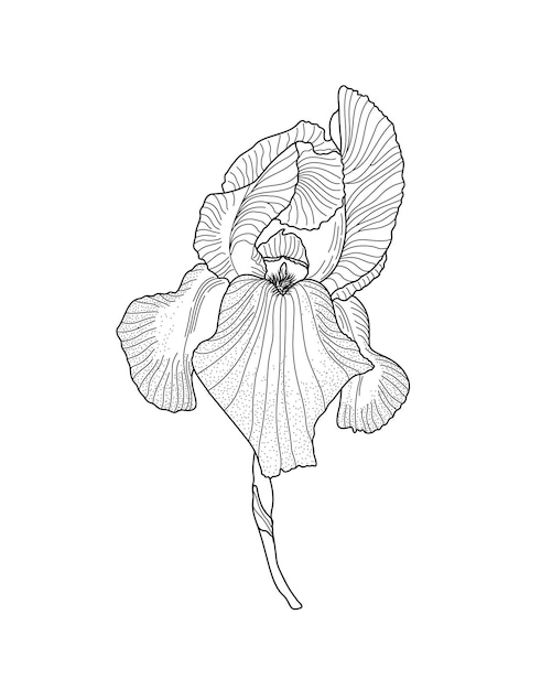 iris garden flower floral design element clipart invitation card wedding decor botanical line art