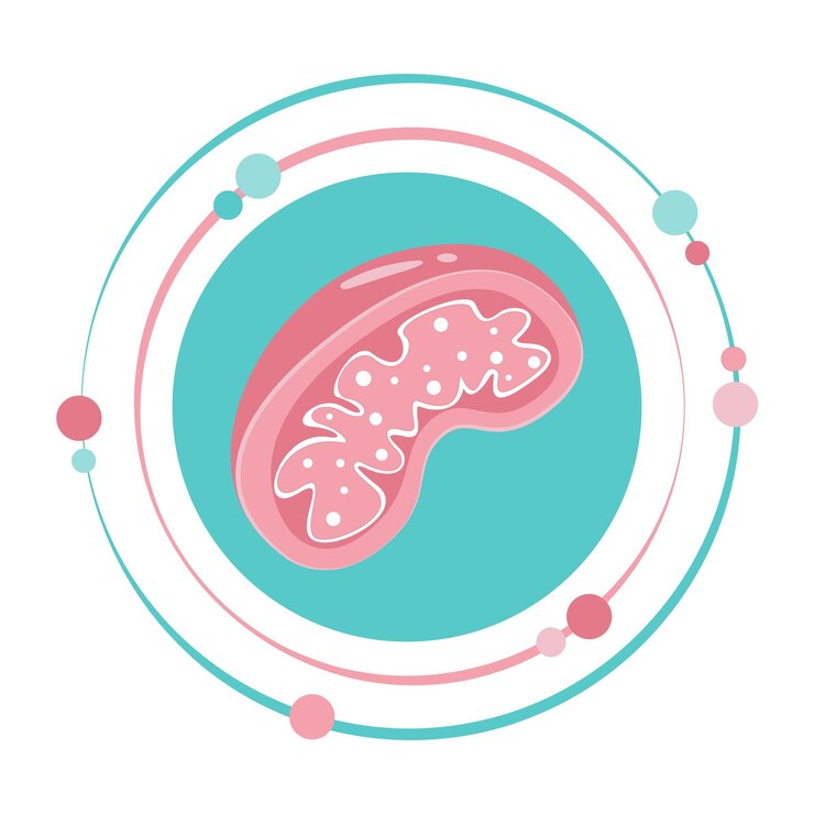 Vector isolated science vector illustration graphic symbol of a mitochondria organelle