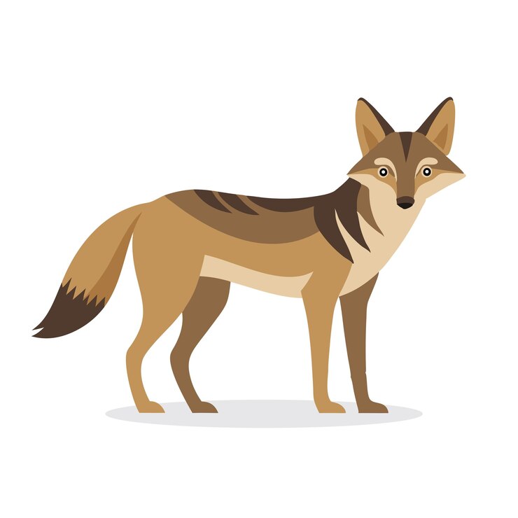 Jackal animal isolated flat vector illustration on white background