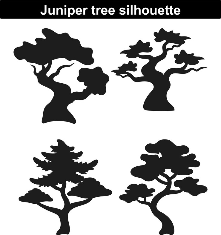 Vector juniper tree silhouettes