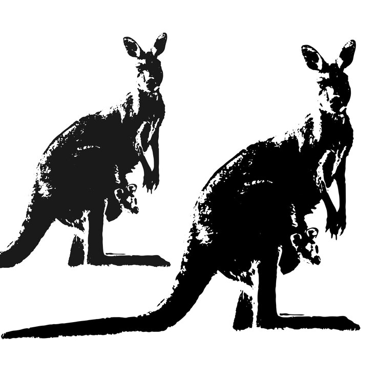 Kangoroo Vector
