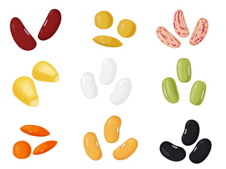 Vector kidney beans beans in cartoon style healthy vegetarian food illustration