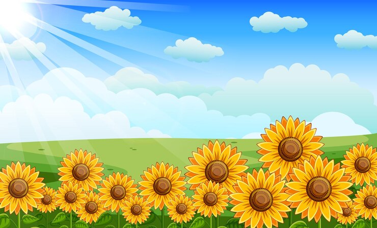 Vector ladang bunga matahari dengan matahari yang bersinar