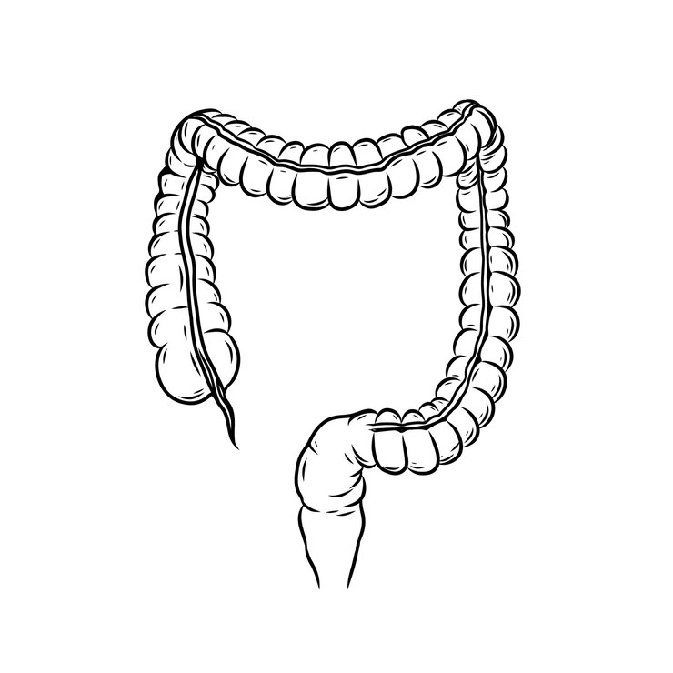 Vector large intestine colon gastrointestinal system human organ digestive system including appendix rectum