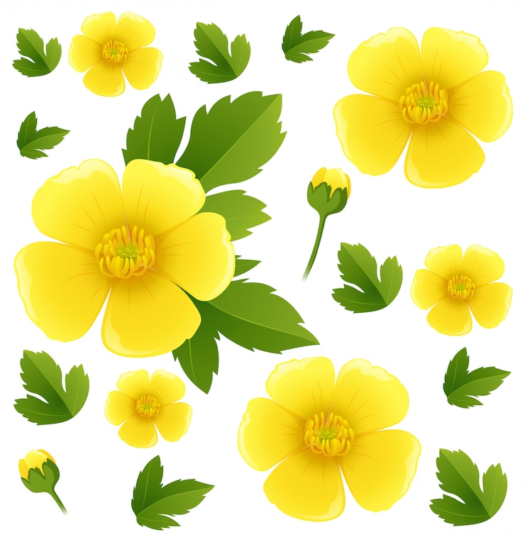 Vector latar belakang mulus dengan bunga buttercup kuning