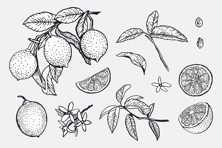 Vector lemons set in graphic whole fruits slices flowers leaves twig black ink food and cosmetic labels