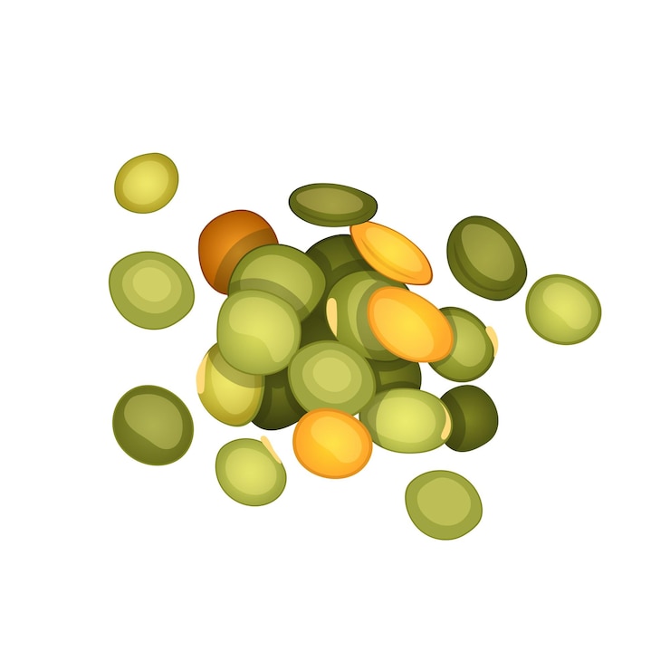 Vector lentil seed cartoon vector illustration
