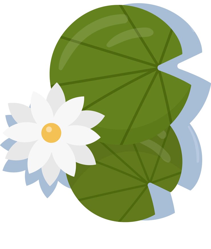Vector lilly flower plant