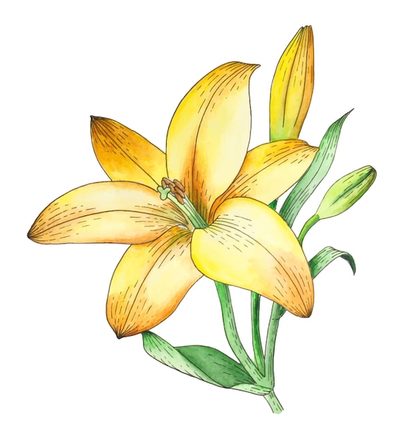 lily flower watercolor vector