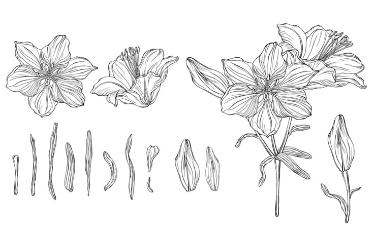 Vector lily