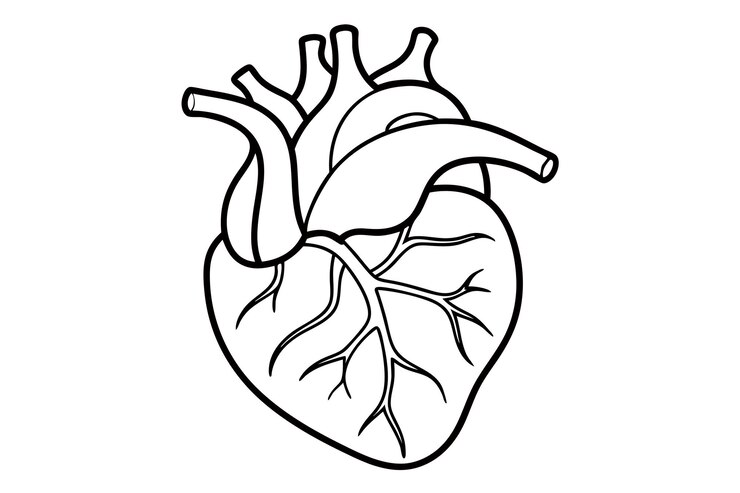 Vector line art illustration of human heart anatomy