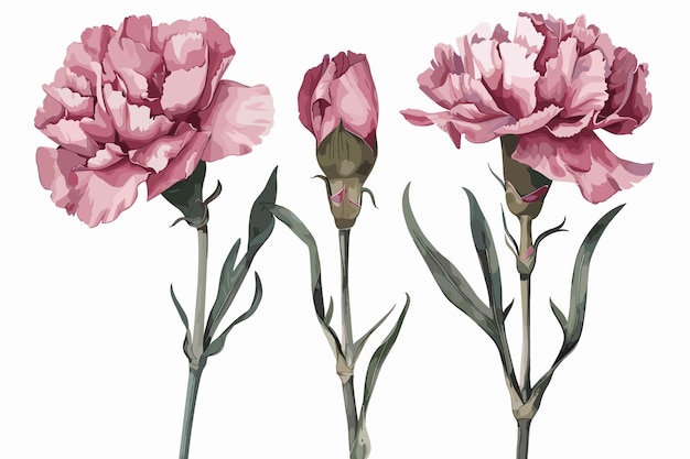 lisianthus eustoma flowers line drawn on a white background vector sketch of flowers