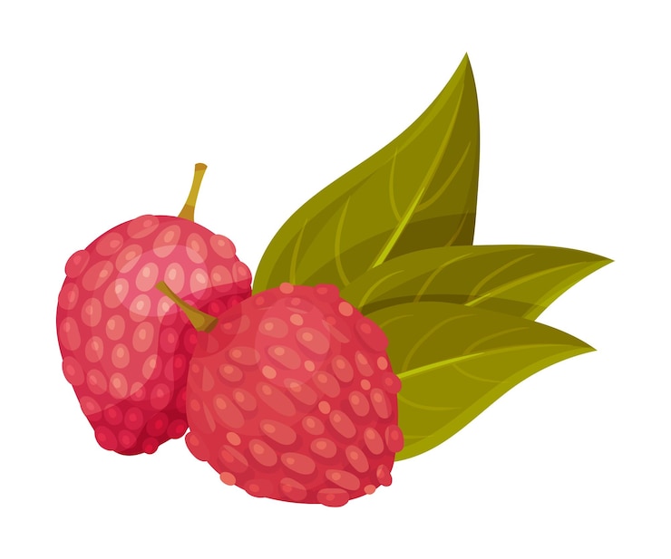 Vector litchi fruit with rough pinkred rind and green leaves vector illustration