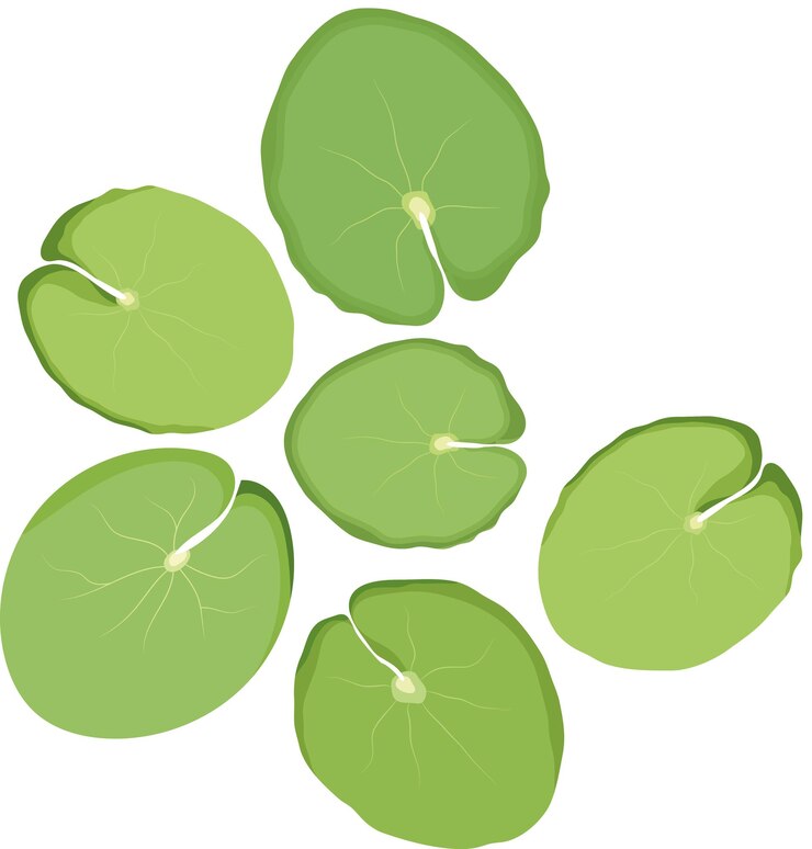 Vector lotus lily pad leaves illustration isolated on white background