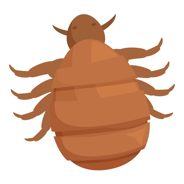 Vector louse insect spreading disease through bite with tiny legs and body segments