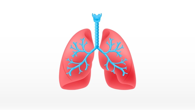 Lungs vector illustration background
